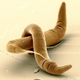 Brutal. Credit: MPI f. Developmental Biology/ Juergen Berger